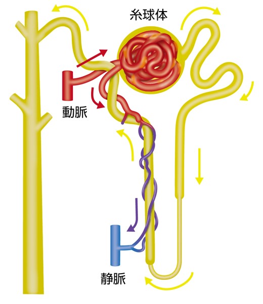 糸球体の構造の画像